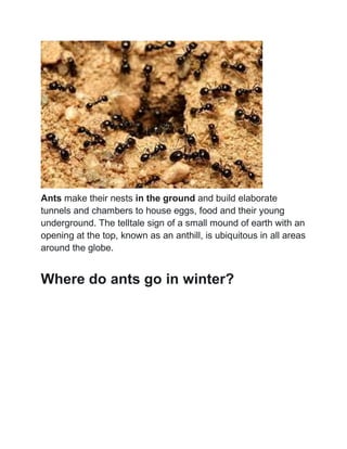 Lifespan of Ants | PDF