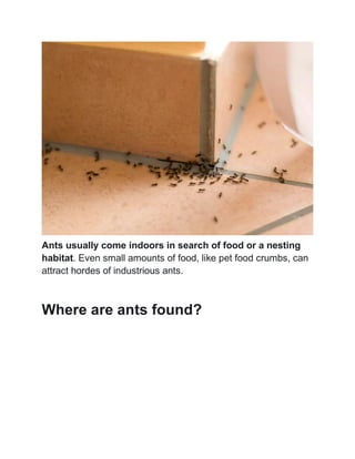 Lifespan of Ants | PDF