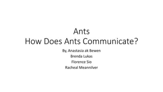 Ants
How Does Ants Communicate?
By, Anastasia ak Bewen
Brenda Lukas
Florence Sio
Racheal Meannilver
 