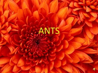 ANTS
 