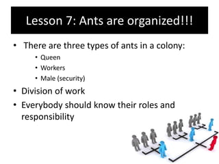 Ants Management - Management Lessons from Ants | PPTX