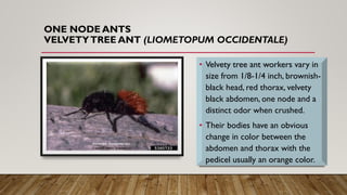 Ants One Node and Two Node.pdf
