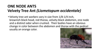 Ants One Node and Two Node (3).pdf