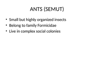 The Fascinating World of Ants: Biology, Behavior, and Ecology | PPTX