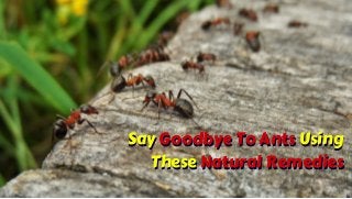 Say Goodbye To Ants Using
These Natural Remedies
Say Goodbye To Ants Using
These Natural Remedies
 
