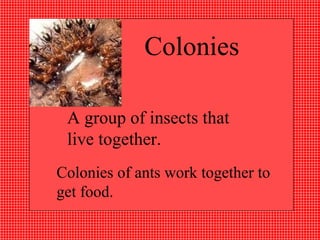   Colonies A group of insects that live together.  Colonies of ants work together to get food. 