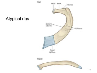 10 
Atypical ribs 
 