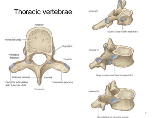 Thoracic vertebrae 
11 
 