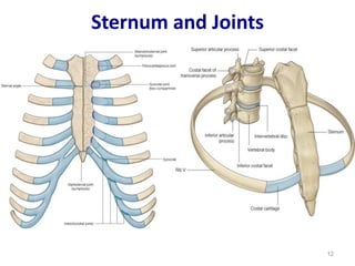 Sternum and Joints 
12 
 