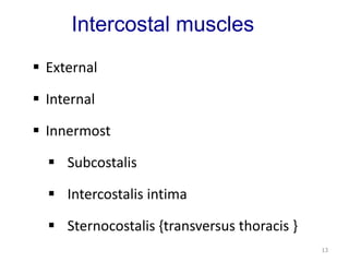 Intercostal muscles 
 External 
 Internal 
 Innermost 
 Subcostalis 
 Intercostalis intima 
 Sternocostalis {transversus thoracis } 
13 
 