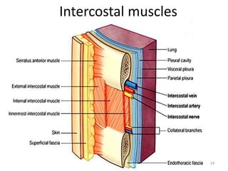 14 
Intercostal muscles 
 