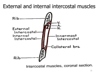 External and internal intercostal muscles 
15 
 
