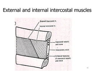 External and internal intercostal muscles 
16 
 