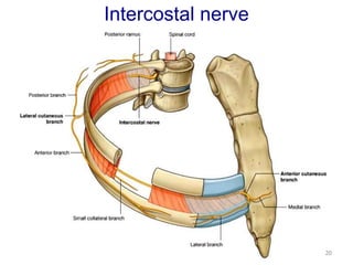 Intercostal nerve 
20 
 