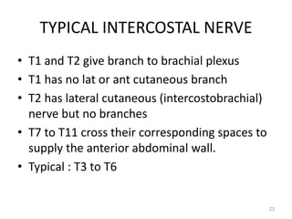 • T1 and T2 give branch to brachial plexus 
• T1 has no lat or ant cutaneous branch 
• T2 has lateral cutaneous (intercostobrachial) 
nerve but no branches 
• T7 to T11 cross their corresponding spaces to 
supply the anterior abdominal wall. 
• Typical : T3 to T6 
23 
TYPICAL INTERCOSTAL NERVE 
 