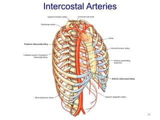 Intercostal Arteries 
24 
 