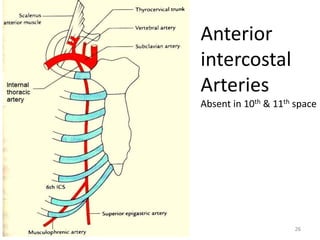 Anterior 
intercostal 
Arteries 
Absent in 10th & 11th space 
26 
 