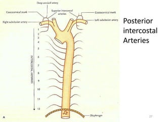 Posterior 
intercostal 
Arteries 
27 
 