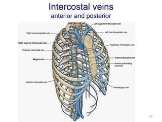 Intercostal veins 
anterior and posterior 
30 
 