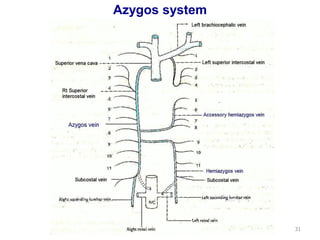 Azygos system 
31 
 