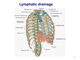 Lymphatic drainage 
32 
 
