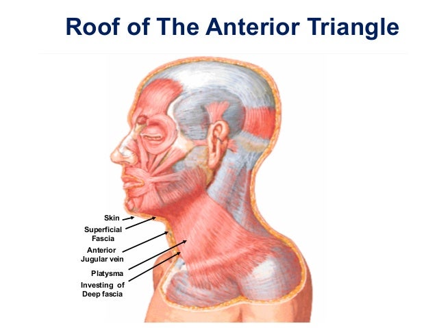 Anterior Triangle Of The Neck Part 1
