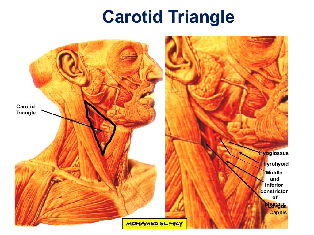 Anterior triangle of the neck part 1