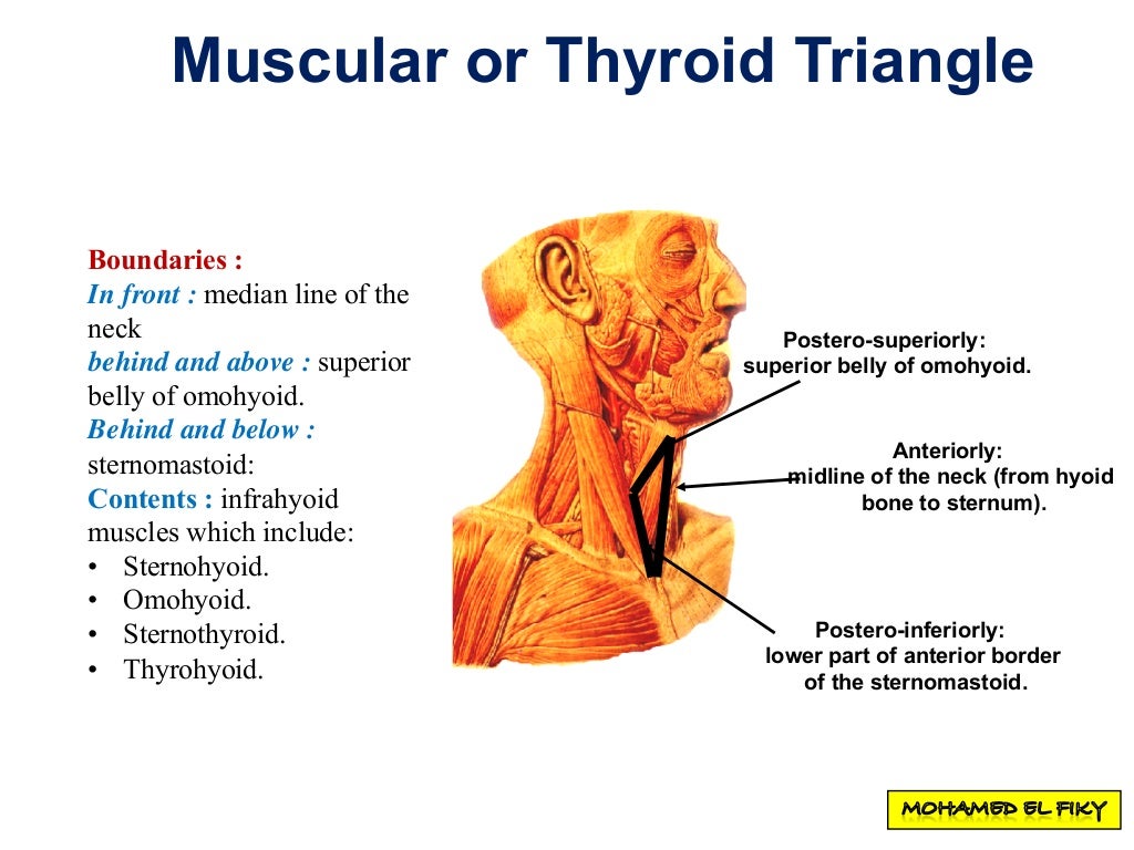 Anterior triangle of the neck part 1