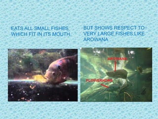 EATS ALL SMALL FISHES
WHICH FIT IN ITS MOUTH
BUT SHOWS RESPECT TO
VERY LARGE FISHES LIKE
AROWANA
 