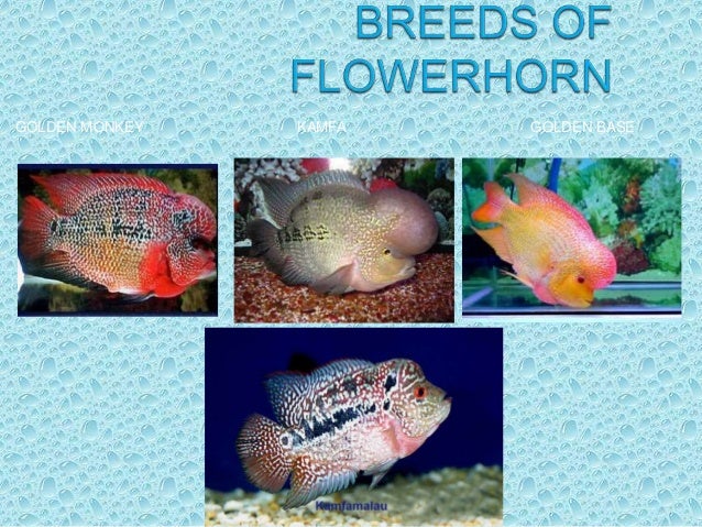 Flowerhorn Types Chart