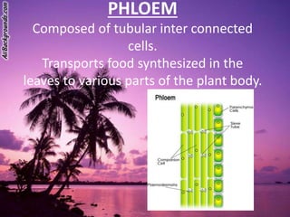 PHLOEM
Composed of tubular inter connected
cells.
Transports food synthesized in the
leaves to various parts of the plant body.
 