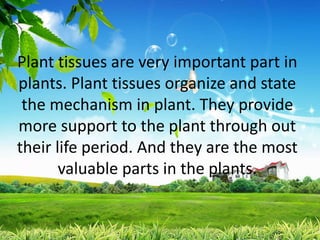 Plant tissues are very important part in
plants. Plant tissues organize and state
the mechanism in plant. They provide
more support to the plant through out
their life period. And they are the most
valuable parts in the plants.
 