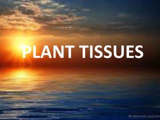 PLANT TISSUES
 
