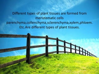 Different types of plant tissues are formed from
meristematic cells
parenchyma,collenchyma,sclerenchyma,xylem,phloem.
Etc.Are different types of plant tissues.
 