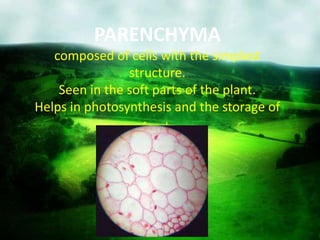 PARENCHYMA
composed of cells with the simplest
structure.
Seen in the soft parts of the plant.
Helps in photosynthesis and the storage of
food.
 