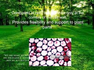 COLLENCHYMA
Composed of cells that are thick only at the
corners of the cell wall.
Provides flexibility and support to plant
parts.
 