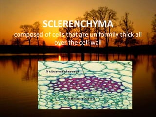 SCLERENCHYMA
composed of cells that are uniformily thick all
over the cell wall
 