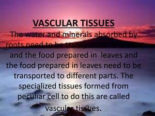 VASCULAR TISSUES
The water and minerals absorbed by
roots need to be transported to leaves
and the food prepared in leaves and
the food prepared in leaves need to be
transported to different parts. The
specialized tissues formed from
peculiar cell to do this are called
vascular tissues.
 