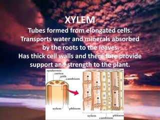 XYLEM
Tubes formed from elongated cells.
Transports water and minerals absorbed
by the roots to the leaves.
Has thick cell walls and there fore provide
support and strength to the plant.
 