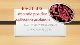 BACILLUS –
systemic position
,collection ,isolation
BY-ANAMIKA DEWANGAN
AGRIGRAD STUDENT
 