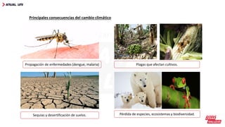 Plagas que afectan cultivos.
Sequias y desertificación de suelos. Pérdida de especies, ecosistemas y biodiversidad.
Propagación de enfermedades (dengue, malaria)
Principales consecuencias del cambio climático
 