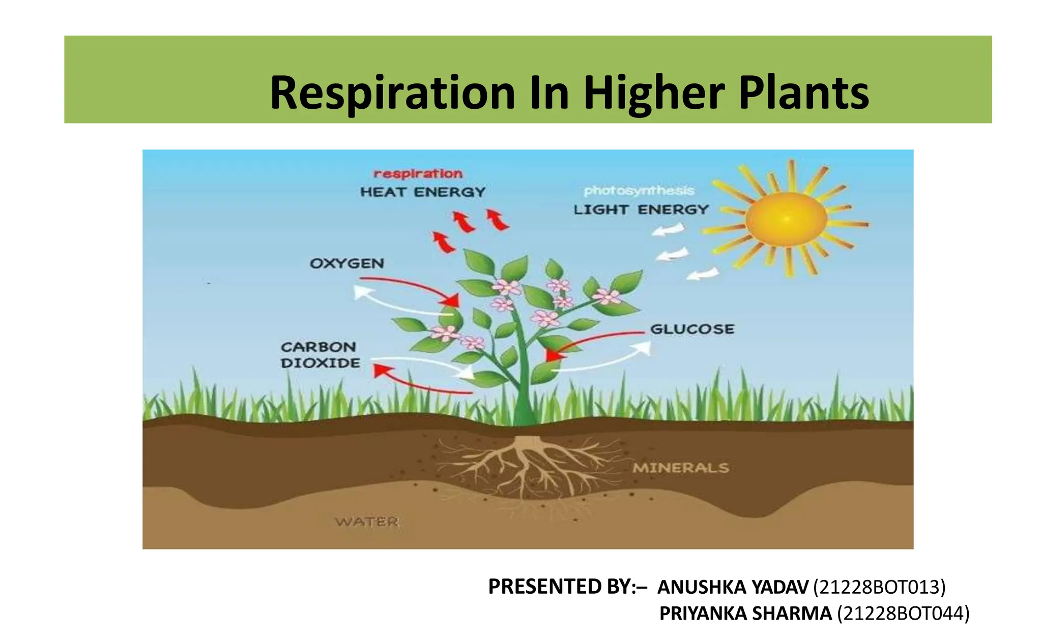Respiration in higher plants class 11th NCERT bio PPT