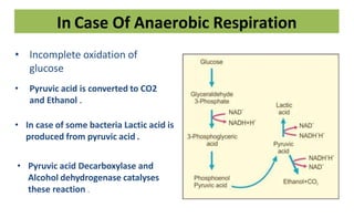 Incomplete Oxidation Respiration in higher plants class 11th NCERT bio | PPTX