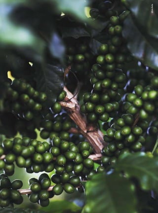 SílvioÁvilaSílvioÁvila
 