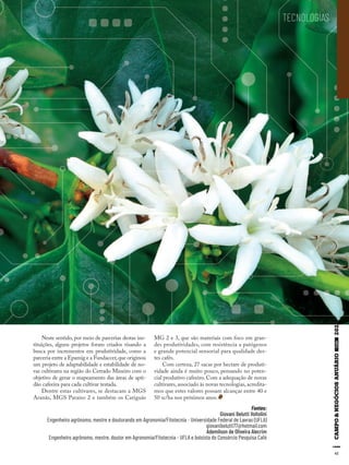 4141
Neste sentido, por meio de parcerias destas ins-
tituições, alguns projetos foram criados visando a
busca por incrementos em produtividade, como a
parceria entre a Epamig e a Fundaccer,que originou
um projeto de adaptabilidade e estabilidade de no-
vas cultivares na região do Cerrado Mineiro com o
objetivo de gerar o mapeamento das áreas de apti-
dão cafeeira para cada cultivar testada.
Dentre estas cultivares, se destacam a MGS
Aranãs, MGS Paraíso 2 e também os Catiguás
MG 2 e 3, que são materiais com foco em gran-
des produtividades, com resistência a patógenos
e grande potencial sensorial para qualidade des-
tes cafés.
Com certeza, 27 sacas por hectare de produti-
vidade ainda é muito pouco, pensando no poten-
cial produtivo cafeeiro. Com a adequação de novas
cultivares, associado às novas tecnologias, acredita-
mos que estes valores possam alcançar entre 40 e
50 sc/ha nos próximos anos.
Fontes:
Giovani Belutti Voltolini
Engenheiro agrônomo, mestre e doutorando em Agronomia/Fitotecnia - Universidade Federal de Lavras (UFLA)
giovanibelutti77@hotmail.com
Ademilson de Oliveira Alecrim
Engenheiro agrônomo, mestre, doutor em Agronomia/Fitotecnia - UFLA e bolsista do Consórcio Pesquisa Café
TECNOLOGIAS
 