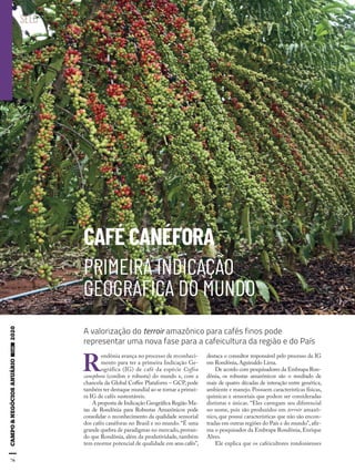 76
CAFÉ CANÉFORA
PRIMEIRA INDICAÇÃO
GEOGRÁFICA DO MUNDO
R
ondônia avança no processo de reconheci-
mento para ter a primeira Indicação Ge-
ográfica (IG) de café da espécie Coffea
canephora (conilon e robusta) do mundo e, com a
chancela da Global Coffee Plataform – GCP, pode
também ter destaque mundial ao se tornar a primei-
ra IG de cafés sustentáveis.
A proposta de Indicação Geográfica Região Ma-
tas de Rondônia para Robustas Amazônicos pode
consolidar o reconhecimento da qualidade sensorial
dos cafés canéforas no Brasil e no mundo. “É uma
grande quebra de paradigmas no mercado,provan-
do que Rondônia, além da produtividade, também
tem enorme potencial de qualidade em seus cafés”,
destaca o consultor responsável pelo processo da IG
em Rondônia,Aguinaldo Lima.
De acordo com pesquisadores da Embrapa Ron-
dônia, os robustas amazônicos são o resultado de
mais de quatro décadas de interação entre genética,
ambiente e manejo. Possuem características físicas,
químicas e sensoriais que podem ser consideradas
distintas e únicas. “Eles carregam seu diferencial
no nome, pois são produzidos em terroir amazô-
nico, que possui características que não são encon-
tradas em outras regiões do País e do mundo”,afir-
ma o pesquisador da Embrapa Rondônia, Enrique
Alves.
Ele explica que os cafeicultores rondonienses
A valorização do terroir amazônico para cafés finos pode
representar uma nova fase para a cafeicultura da região e do País
SELO
 