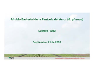 Añublo Bacterial de la Panícula del Arroz (B. glumae)
                                          ( g       )


                    Gustavo Prado



                Septiembre  21 de 2010




                                 Agricultura Eco-Eficiente para Reducir la Pobreza
 