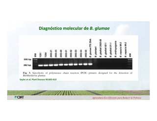 Anublo bacterial panicula_arroz