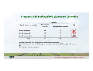 Anublo bacterial panicula_arroz
