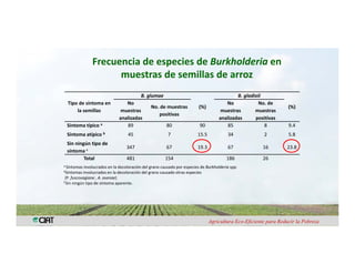 Anublo bacterial panicula_arroz